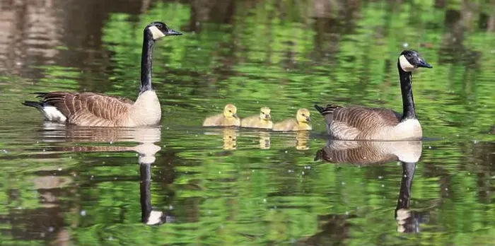 Framed Print : Canada goose mother, father and babies floating on the lake, Laval, Canada Framed Print : Canada goose mother, father and babies floating on the lake, Laval, Canada