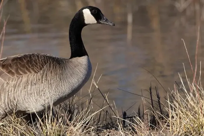 Framed Print : Canada Goose in natural environment portrait overwintering at Bosque del Apache National Wildlife Refuge in New Mexico