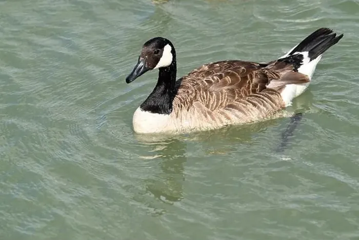 Framed Print : A Canada goose near the shore in Niagara falls, Ontario, Canada