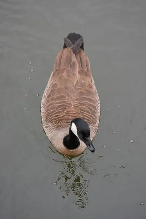 Framed Print : Canada Goose in the Pond Framed Print : Canada Goose in the Pond