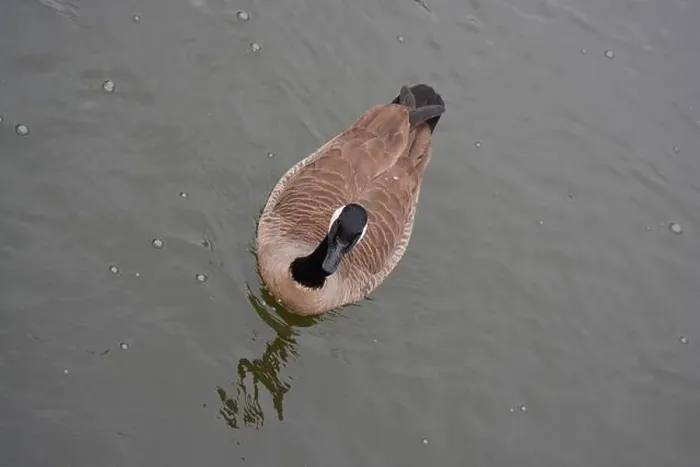 Framed Print : Canada Goose in the Pond Framed Print : Canada Goose in the Pond