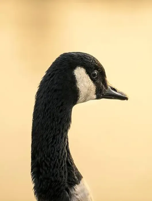 Framed Print : Canada Goose portrait, head shot on sun lit morning with diffused background taken at Chew Valley lake, Somerset UK Framed Print : Canada Goose portrait, head shot on sun lit morning with diffused background taken at Chew Valley lake, Somerset UK