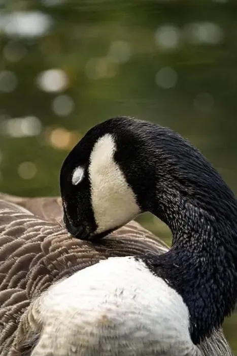 Framed Print : A Canada goose preening near the body of water Framed Print : A Canada goose preening near the body of water