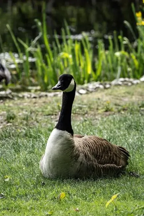 Framed Print : A Canada goose resting in a green meadow Framed Print : A Canada goose resting in a green meadow