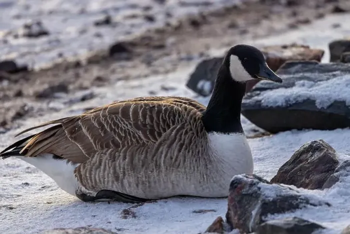 Framed Print : Canada goose resting in winter Framed Print : Canada goose resting in winter