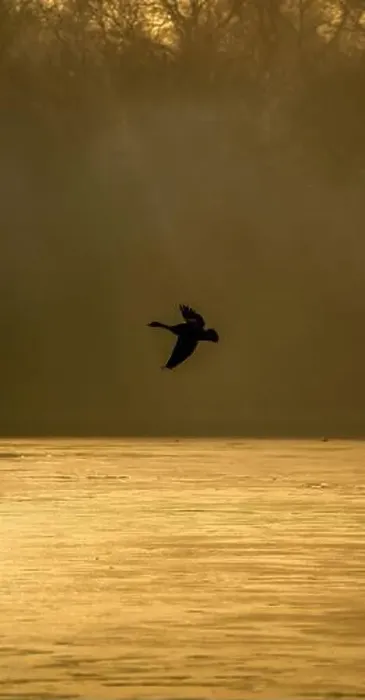 Framed Print : Canada Goose Silhouette in Flight Over a Tranquil Golden Water Surface at Dawn with a Misty Forest Backdrop in a Framed Print : Canada Goose Silhouette in Flight Over a Tranquil Golden Water Surface at Dawn with a Misty Forest Backdrop in a