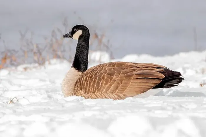 Framed Print : Canada goose sits in the snow on a tranquil winter day in Iowa Framed Print : Canada goose sits in the snow on a tranquil winter day in Iowa