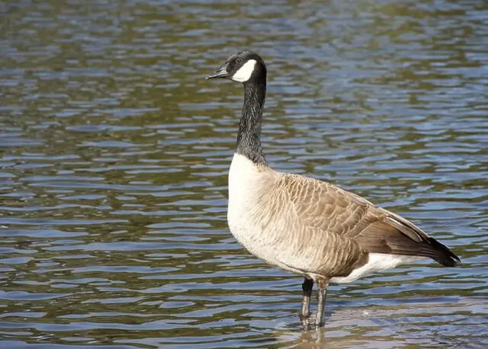 Framed Print : Canada Goose standing in calm water Framed Print : Canada Goose standing in calm water