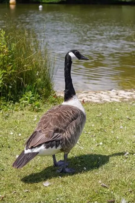 Framed Print : A Canada goose standing beside lake in the UK. Migrating water bird in summer Framed Print : A Canada goose standing beside lake in the UK. Migrating water bird in summer