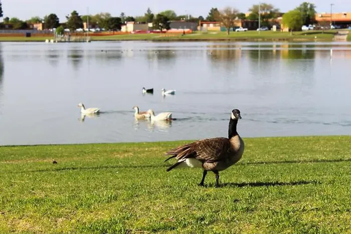 Framed Print : A Canada Goose stands on the shore in front of a group of swimming ducks Framed Print : A Canada Goose stands on the shore in front of a group of swimming ducks