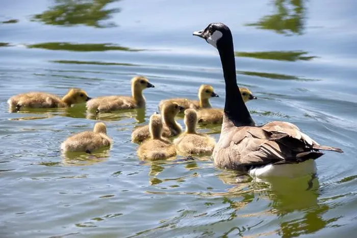 Framed Print : Canada goose swimming with goslings on a calm lake