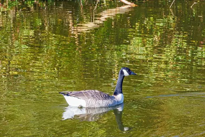 Framed Print : Canada goose swimming peacefully on the calm water of pond Framed Print : Canada goose swimming peacefully on the calm water of pond
