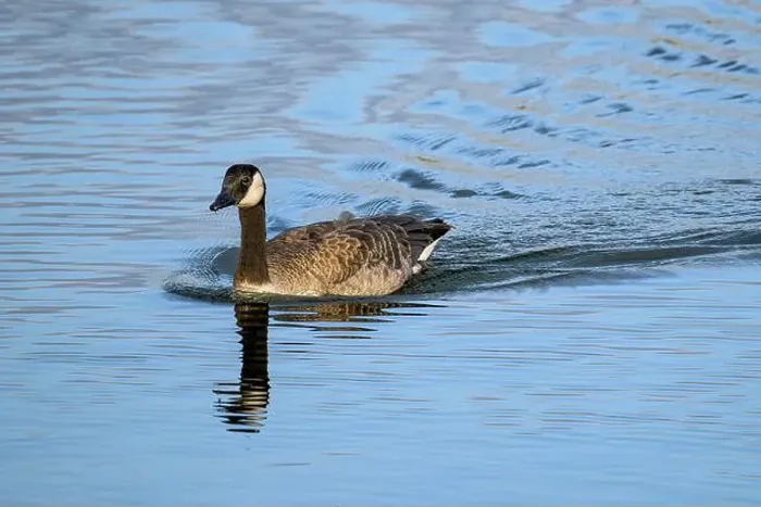 Framed Print : Canada Goose swimming quickly to the shore leaving a water wake behind it, taken at Chew Valley lake