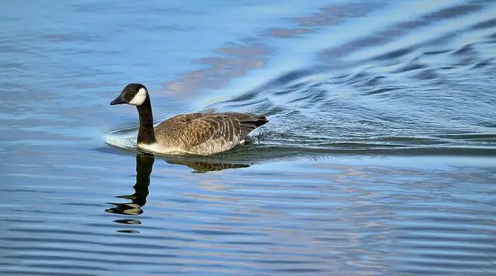 Framed Print : Canada Goose swimming quickly to the shore leaving a water wake behind it, taken at Chew Valley lake