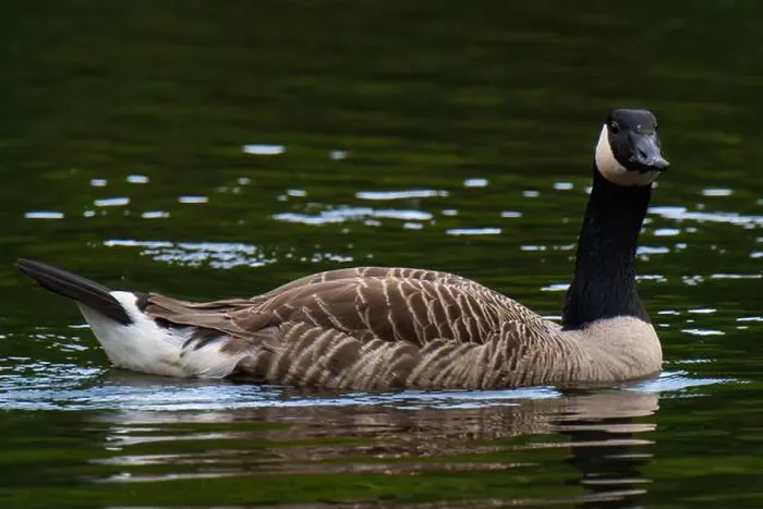 Framed Print : Canada goose swimming in the water Framed Print : Canada goose swimming in the water