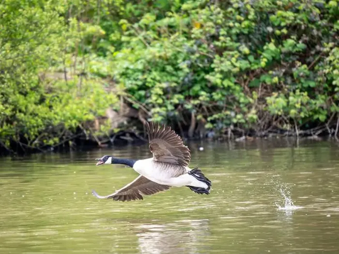 Framed Print : Canada Goose Taking Off on a Lake Framed Print : Canada Goose Taking Off on a Lake