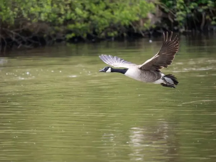 Framed Print : Canada Goose Taking Off on a Lake Framed Print : Canada Goose Taking Off on a Lake