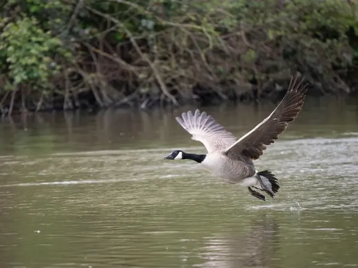 Framed Print : Canada Goose Taking Off on a Lake Framed Print : Canada Goose Taking Off on a Lake