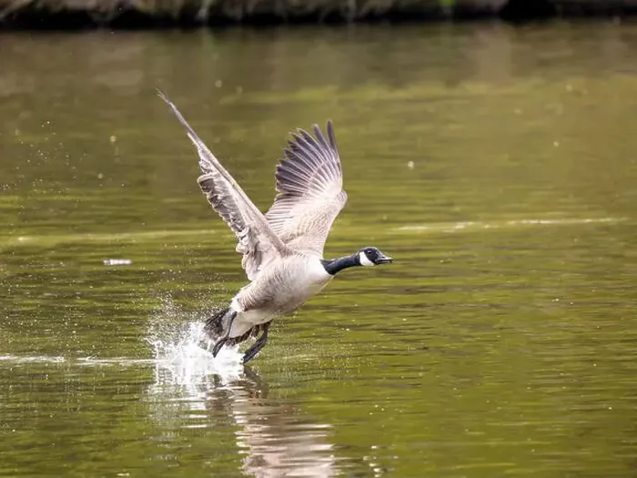 Framed Print : Canada Goose Taking Off on a Lake Framed Print : Canada Goose Taking Off on a Lake