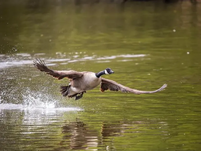 Framed Print : Canada Goose Taking Off on a Lake Framed Print : Canada Goose Taking Off on a Lake