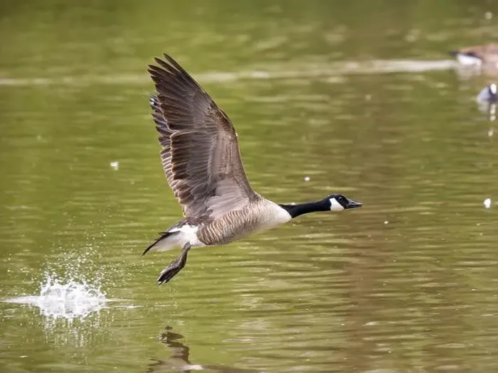 Framed Print : Canada Goose Taking Off on a Lake