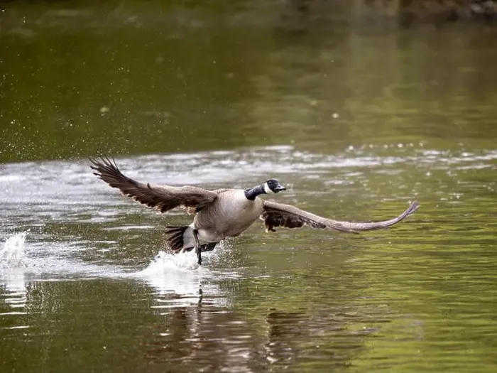 Framed Print : Canada Goose Taking Off on a Lake Framed Print : Canada Goose Taking Off on a Lake