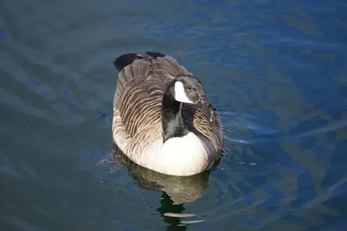 Framed Print : A Canada goose taking a swim in the water of Oere marina Framed Print : A Canada goose taking a swim in the water of Oere marina