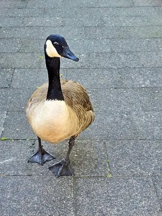 Framed Print : A Canada goose waddles fearlessly through the city Framed Print : A Canada goose waddles fearlessly through the city
