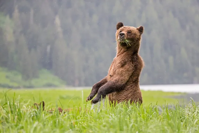 Framed Print : Canada, Khutzeymateen Grizzly Bear Sanctuary, Female grizzly standing upright Framed Print : Canada, Khutzeymateen Grizzly Bear Sanctuary, Female grizzly standing upright