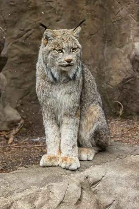Framed Print : Canada lynx