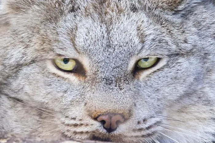 Framed Print : Canada lynx (Lynx canadensis) or Canadian lynx portrait Framed Print : Canada lynx (Lynx canadensis) or Canadian lynx portrait