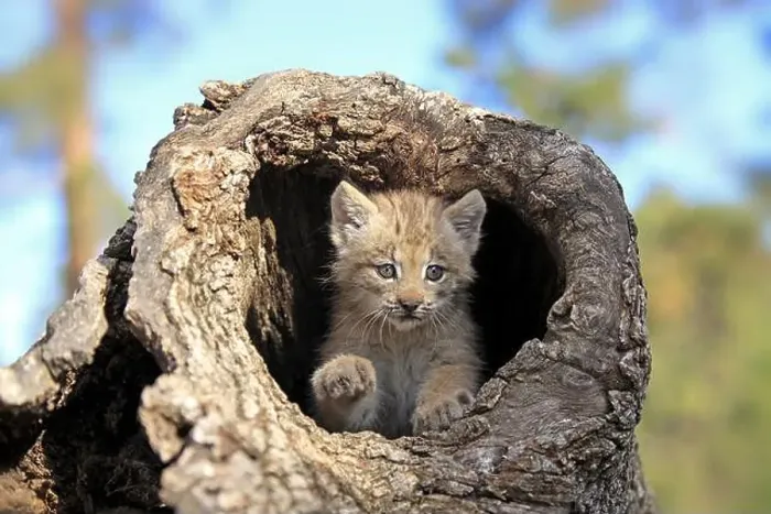 Framed Print : Canada lynx (Lynx canadensis), young, den, tree, eight weeks old, Montana, USA, North America Framed Print : Canada lynx (Lynx canadensis), young, den, tree, eight weeks old, Montana, USA, North America