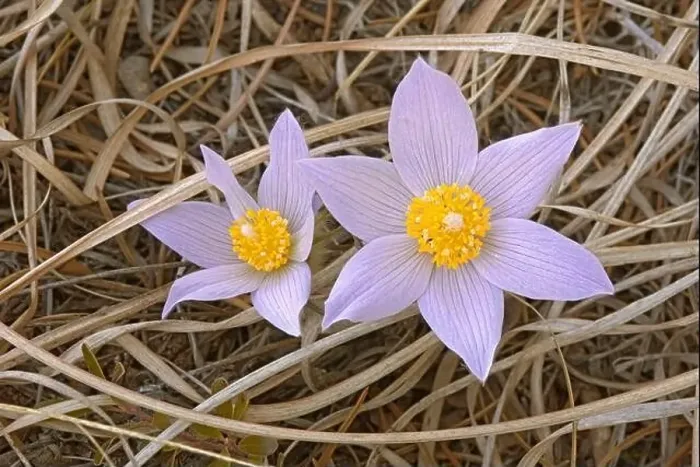 Framed Print : Canada, Manitoba, Mars Hill Wildlife Management Area. Close-up of prairie crocus flowers