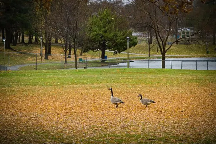 Framed Print : Two Canadian geese in the Auburn Regional Park with orange autumn leaves on the field and lake in the background Framed Print : Two Canadian geese in the Auburn Regional Park with orange autumn leaves on the field and lake in the background