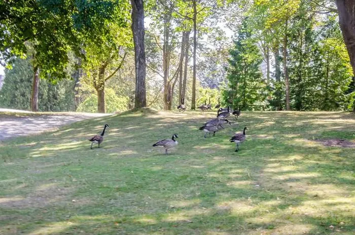 Framed Print : Canadian geese in Stanley Park, Vancouver, British Columbia, Canada Framed Print : Canadian geese in Stanley Park, Vancouver, British Columbia, Canada