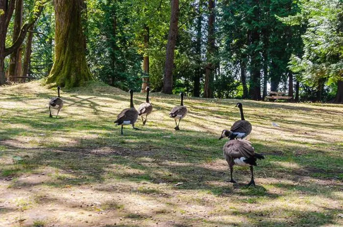 Framed Print : Canadian geese in Stanley Park, Vancouver, British Columbia, Canada Framed Print : Canadian geese in Stanley Park, Vancouver, British Columbia, Canada