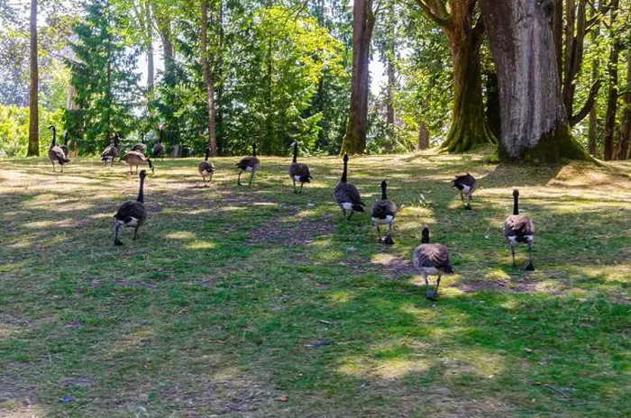Framed Print : Canadian geese in Stanley Park, Vancouver, British Columbia, Canada Framed Print : Canadian geese in Stanley Park, Vancouver, British Columbia, Canada