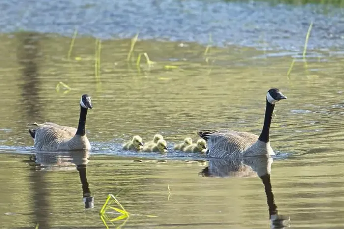 Framed Print : Two Canadian Geese swim with their goslings in a small pond at Turnbull Wildlife Refuge in Cheney, Washington Framed Print : Two Canadian Geese swim with their goslings in a small pond at Turnbull Wildlife Refuge in Cheney, Washington