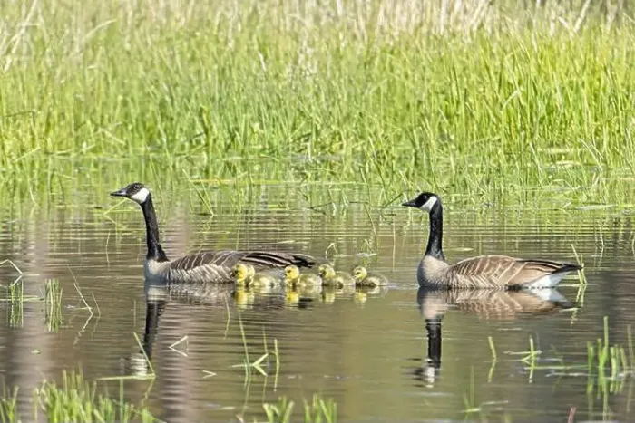 Framed Print : Two Canadian Geese swim with their goslings in a small pond at Turnbull Wildlife Refuge in Cheney, Washington Framed Print : Two Canadian Geese swim with their goslings in a small pond at Turnbull Wildlife Refuge in Cheney, Washington