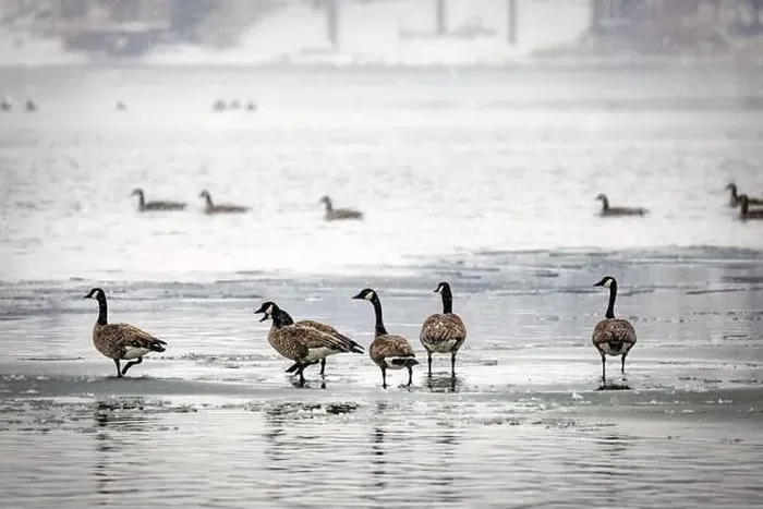 Framed Print : Canadian geese walking on the frozen waters of English Lake near Manitowoc, Wisconsin Framed Print : Canadian geese walking on the frozen waters of English Lake near Manitowoc, Wisconsin