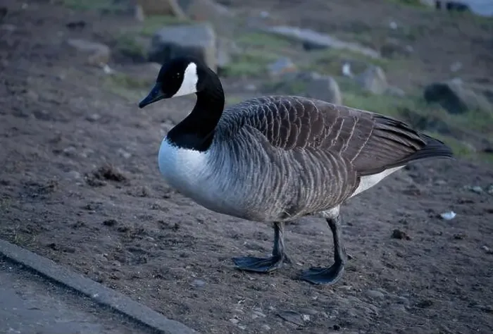 Framed Print : A Canadian Goose Framed Print : A Canadian Goose