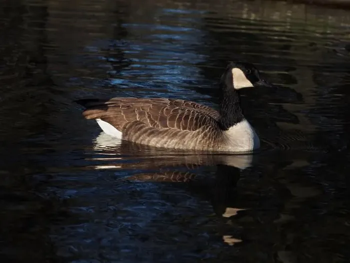 Framed Print : A canadian goose (branta canadensis) on the pond in the Rheinaue park in Bonn, Germany on a sunny day in December Framed Print : A canadian goose (branta canadensis) on the pond in the Rheinaue park in Bonn, Germany on a sunny day in December