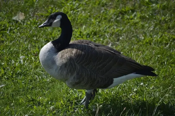 Framed Print : A Canadian Goose in Chicago, Illinois Framed Print : A Canadian Goose in Chicago, Illinois