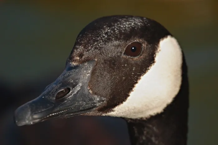 Framed Print : Canadian Goose eye to eye Framed Print : Canadian Goose eye to eye