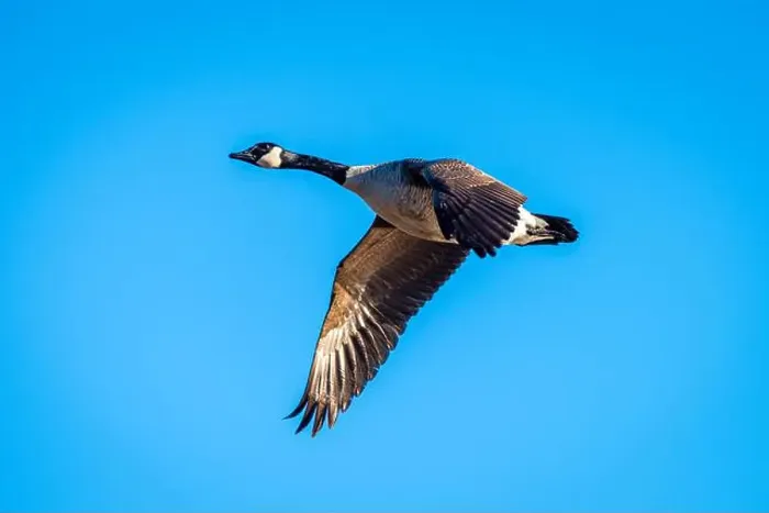 Framed Print : Canadian Goose in Flight Framed Print : Canadian Goose in Flight