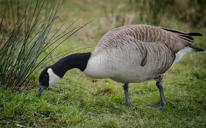 Framed Print : Canadian Goose looking for food