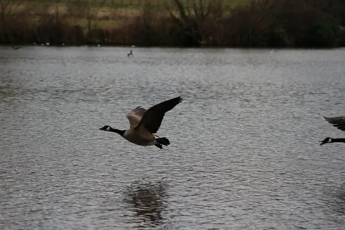 Framed Print : Canadian goose in mid flight and landing on lake in Hainault forest country park Framed Print : Canadian goose in mid flight and landing on lake in Hainault forest country park