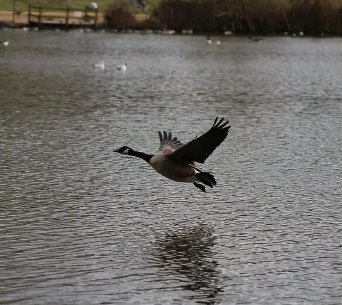 Framed Print : Canadian goose in mid flight and landing on lake in Hainault forest country park Framed Print : Canadian goose in mid flight and landing on lake in Hainault forest country park