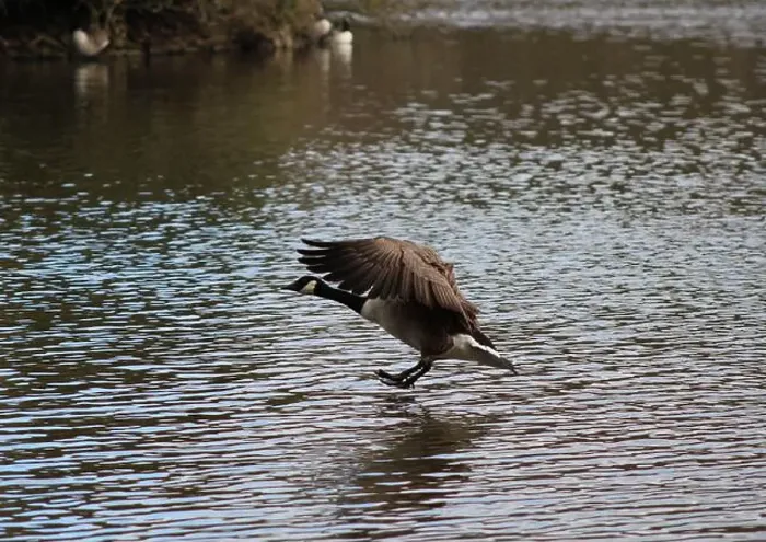 Framed Print : Canadian goose in mid flight and landing on lake in Hainault forest country park Framed Print : Canadian goose in mid flight and landing on lake in Hainault forest country park
