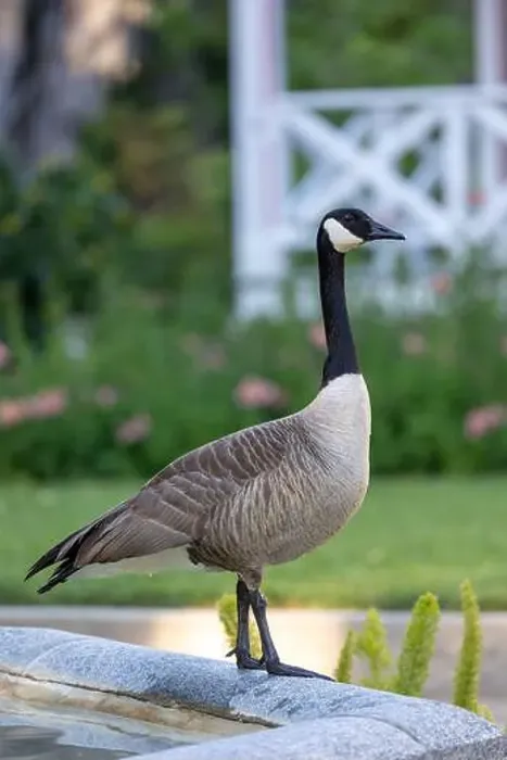 Framed Print : Canadian goose perched on a fountain Framed Print : Canadian goose perched on a fountain